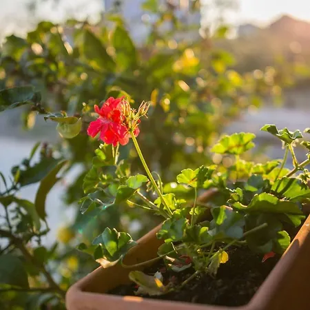 Villa Rogoznicka Oaza 2 *