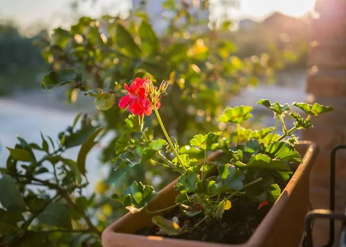 Villa Rogoznicka Oaza 2 *